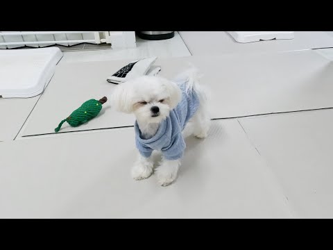 Видео: Щенок смущен, потому что в доме было так холодно