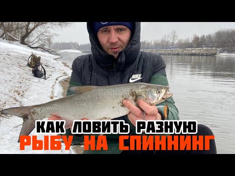 Видео: Как ловить разную рыбу на спиннинг | Судак , жерех и окунь на Москва реке