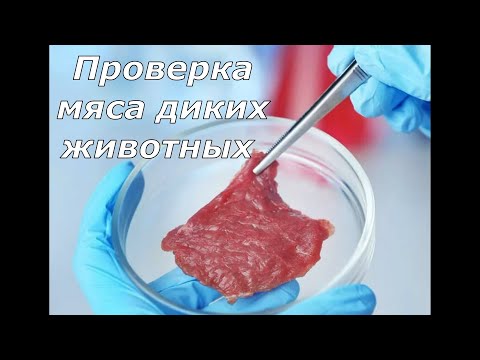 Видео: Как проверить мясо дикого животного!