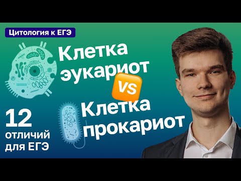 Видео: 2.42. Сравнение клеток эукариот и прокариот | Цитология к ЕГЭ | Георгий Мишуровский
