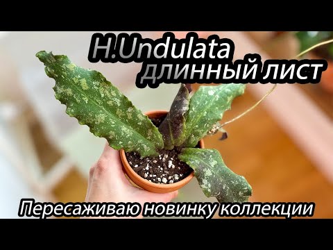 Видео: H. Undulata длинный лист-пересаживаю новинку коллекции