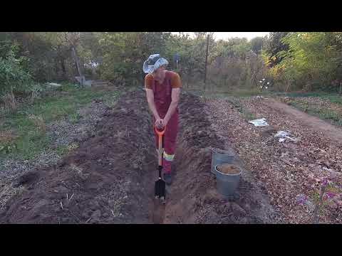 Видео: Делаем теплую грядку Розума на нашем огороде.