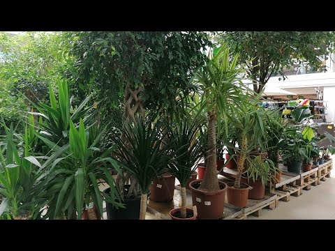 Видео: ОРАНЖЕРЕЯ ТВОЙ ДОМ. ОГРОМНЫЙ АССОРТИМЕНТ РАСТЕНИЙ.