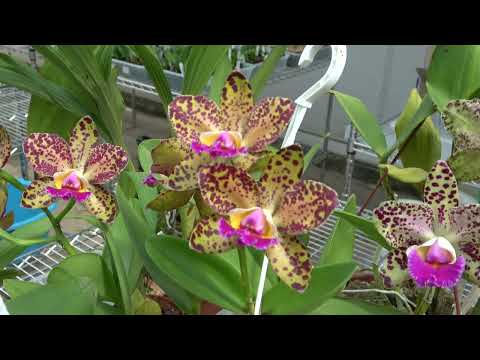 Видео: Blc. Durigan разные  и Мечта Grammatophyllum stapeliiflorum