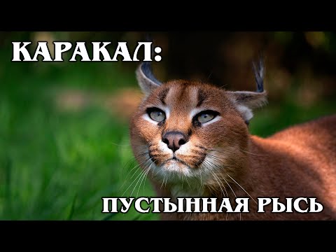 Видео: Каракал: Степная Рысь | Интересные факты про каракалов