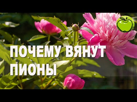 Видео: Неожиданно поникли пионы. Причины увядания пионов на кусту, как  избежать.