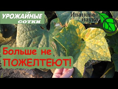 Видео: Больше листья не будут желтеть! Пероноспороз уйдет и не вернется! 6 шагов к большому урожаю!