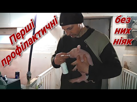 Видео: Вони найкращі матусі👍 Опороси навіть і не приймав🔥 Норми корму для свиноматок.