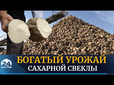 Видео: В этом году выращен хороший урожай сахарной свёклы