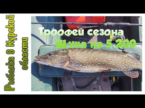 Видео: Первый трофей сезона 2021. Щука 5.200 на TsuYoki Colector 130 SP. Тестирую спиннинги Norstream