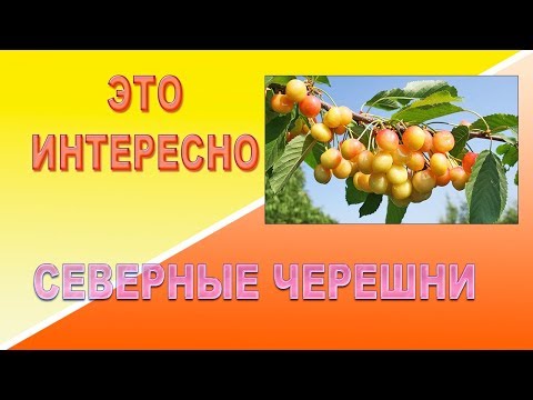 Видео: Это интересно Северные черешни