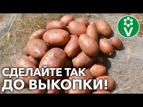 Видео: КЛУБНИ КАРТОФЕЛЯ БЫСТРО ДОЗРЕЮТ И ЛУЧШЕ СОХРАНЯТСЯ! Если перед уборкой сделаете так!