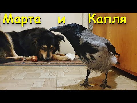 Видео: Ворона Капля и её собака Марта