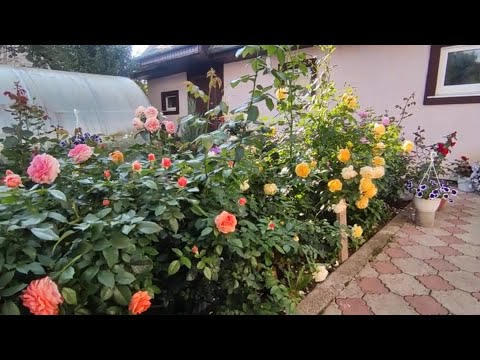Видео: В моем саду началась вторая волна цветения роз 🌹🌹🌹🌹🌹🌹🌹