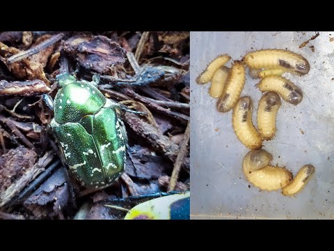 Видео: Бронзовка металлическая (Protaetia (Potosia) metallica).  Ловим Личинок