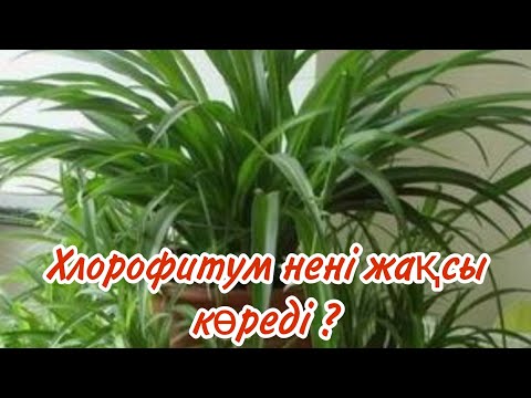 Видео: Хлорофитум нені жақсы көреді?                         #үйгүлдері #хлорофитум#гүл