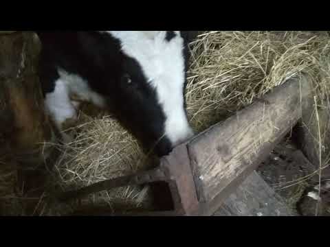 Видео: Сколько раз кормить быков?