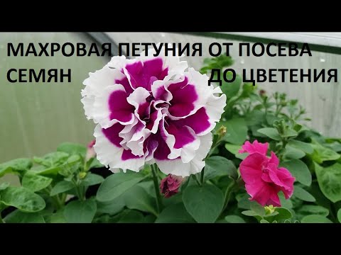 Видео: Махровая петуния от А до Я.