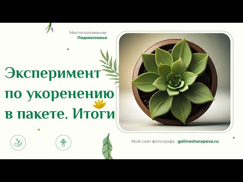 Видео: Укоренение суккулентов листом в пакете. Результаты эксперимента. Эхеверии.