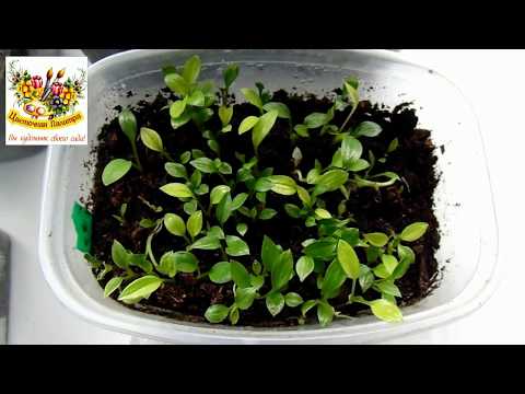 Видео: ХОСТЫ из семян ЭТО ПРОСТО !!! ЧАСТЬ 2