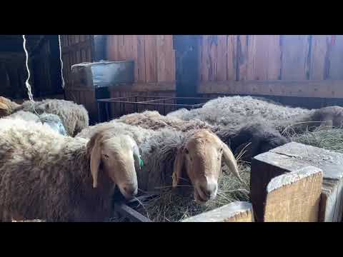 Видео: Первый день весны , первый день Корабля с овцами