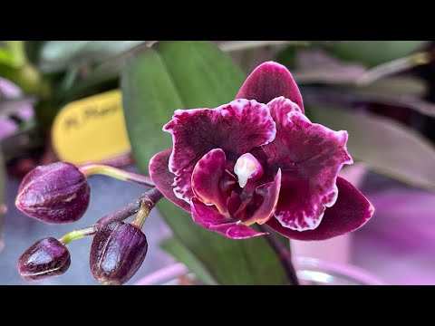 Видео: Как расцветают мои мини орхидеи.