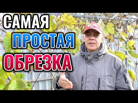 Видео: Простая и понятная обрезка ВИНОГРАДА на большой урожай 🍇#gardening