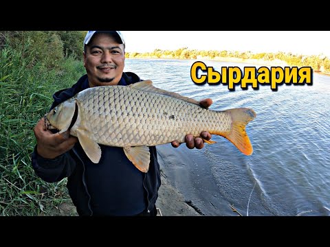 Видео: ҚАРМАҚПЕН САЗАН АУЛАУ. САЗАН ӨТЕ КӨП. Сазаннан УХА, жыланбалықтан ХЕ жасау.Ловля сазана.Carp fishing