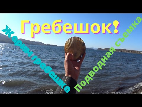 Видео: Ныряем за гребешком. Жарим гребешок на костре. Подводная съемка. Морской огурец. Трепанг!