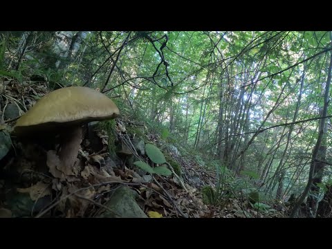 Видео: Карпатські 🍄гриби. Прогулянка в кінці літа, 🏞️гора біля с.Татарів.