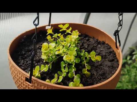 Видео: Посадите эти цветы в одно кашпо! Мои садовые миксы!