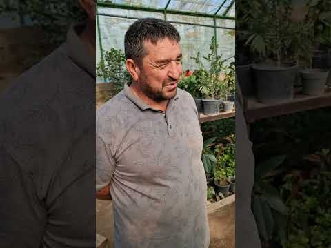 Видео: хоҷагии гулпарварӣ дар деҳаи Фалакони ш. Душанбе