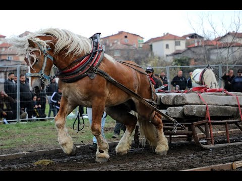 Видео: Турнир в Стрелча проведен с кауза в полза на БЧК