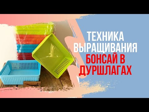 Видео: Техника выращивания бонсай в дуршлагах.  Ускорение роста бонсай в разы! Bonsai Growth Acceleration