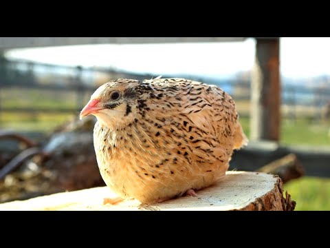 Видео: Пять минут всех делов на моих перепелов. Для начинающих
