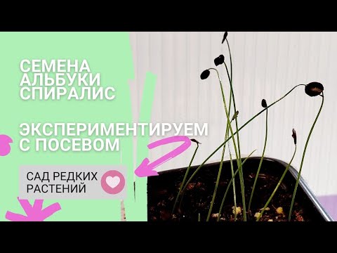 Видео: Семена альбуки спиралис. Экспериментируем с посевом и инкубацией
