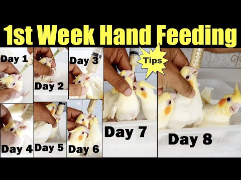 Видео: Первая неделя ручного вскармливания детеныша кореллы | Ручное вскармливание детеныша кореллы в пе...