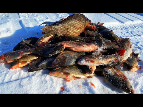 Видео: СИДЕЛИ РЫБАЧИЛИ И ТУТ ПРИШЛИ ОНИ! рыбалка на карася весной ловля карася весной со льда на удочку