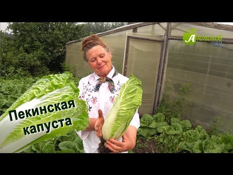 Видео: Сорта пекинской капусты