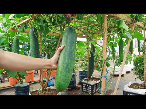 Видео: Я не могу поверить, что выращивание тыквы в пластиковой коробке дает столько больших плодов