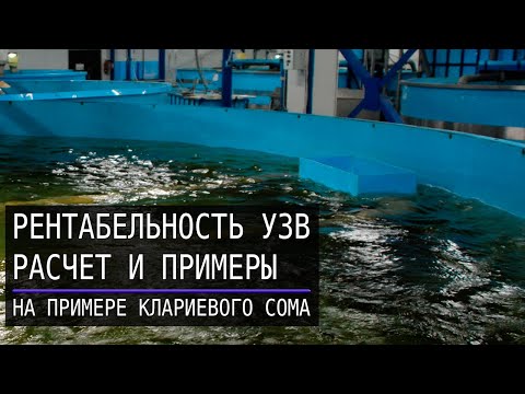 Видео: Рентабельность УЗВ на примере УЗВ для клариевого сома