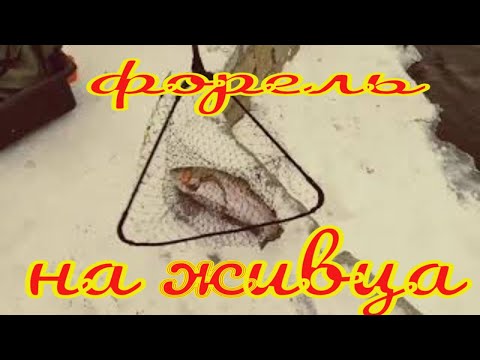 Видео: Форель на живца зимой по открытой воде в РК Азарт,