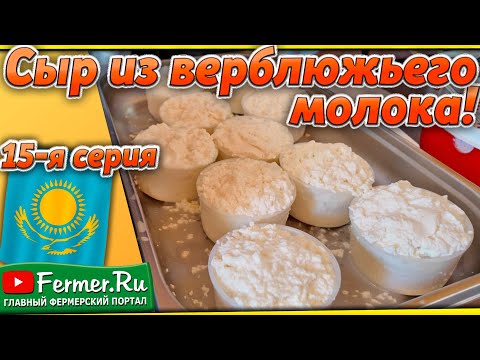 Видео: Верблюжий сыр! Делаем мягкий сыр из верблюжьего молока! Часть 1-я. Особенности верблюжьего молока.
