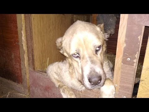 Видео: Пытка родами алабай Беримора 🐾 БФ Лохматая Душа"
