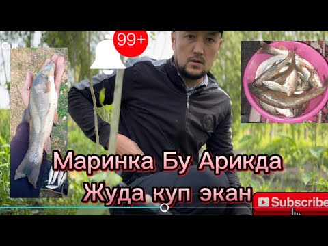 Видео: Уша Маринка Тулла Арикни Бошини топдим