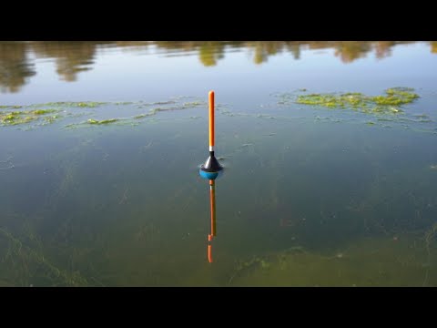 Видео: Прикормил место и подошли Рыжепёрые Батоны. Рыбалка  2023