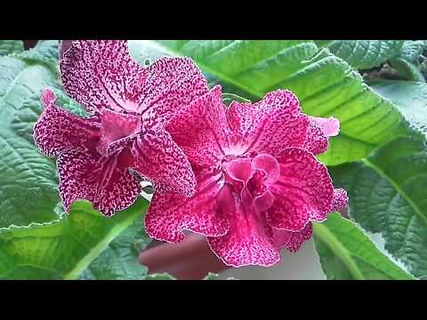 Видео: Что у меня цветет из Стрептокарпусов сегодня. (часть 1).