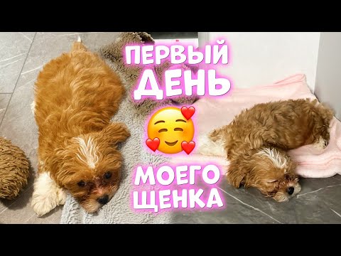 Видео: Первый ДЕНЬ и НОЧЬ ЩЕНКА в Новом ДОМЕ