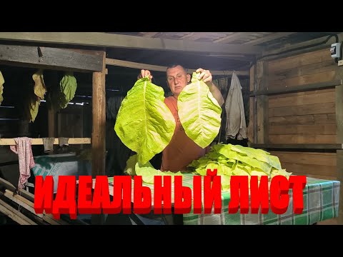 Видео: Основную УБОРКУ ТАБАКА начали. Табачный дом почти заполнен. Наша жизнь в деревне.