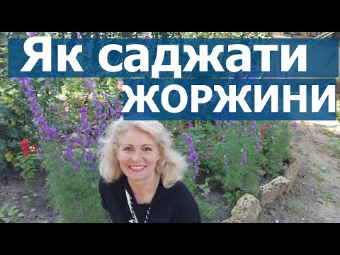 Видео: Як посадити жоржини / Правильна посадка жоржин
